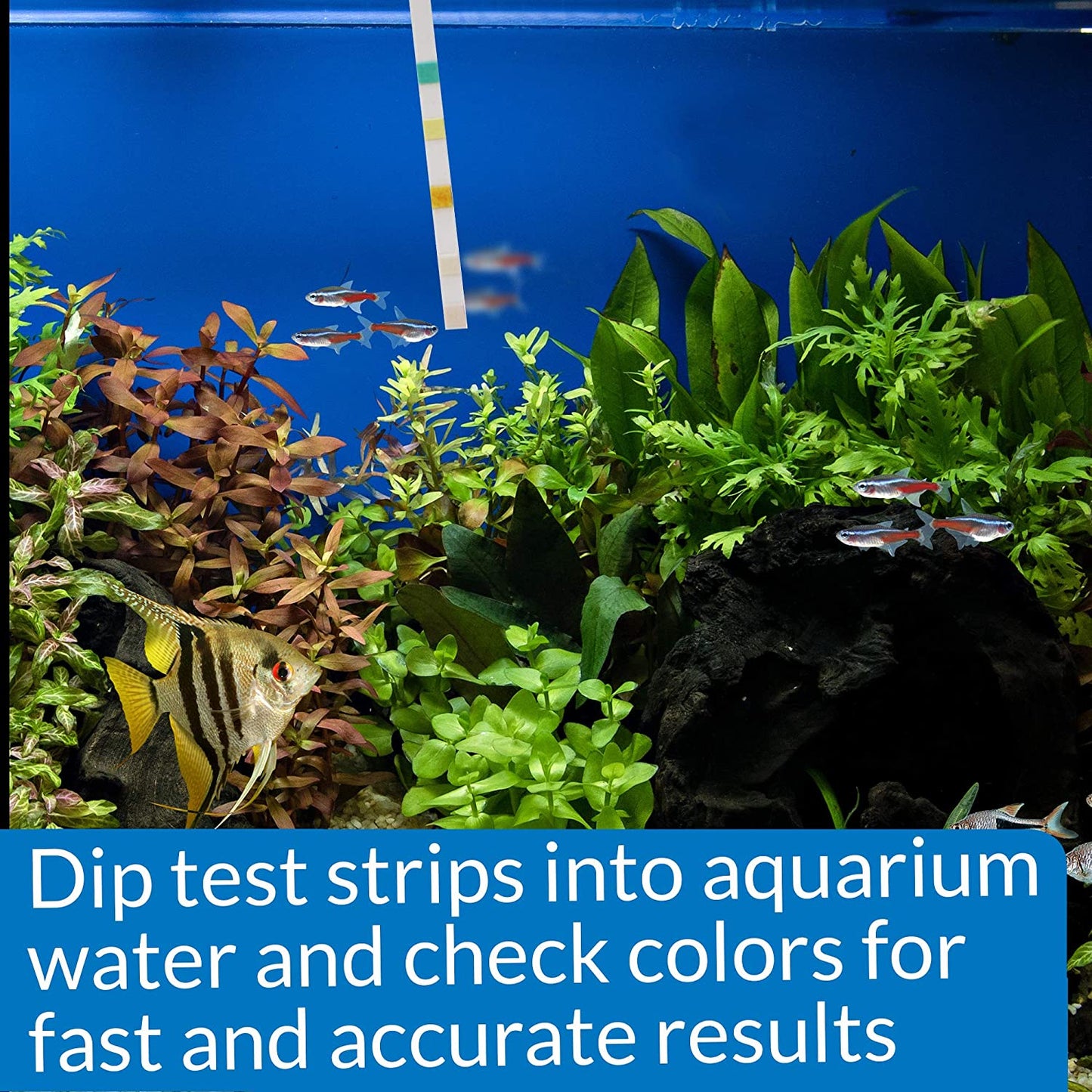 API 5 in 1 Aquarium Test Strips for Freshwater and Saltwater Aquariums