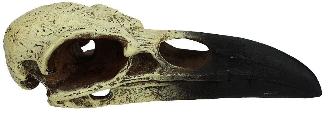 Komodo Raven Skull Terrarium Decoration