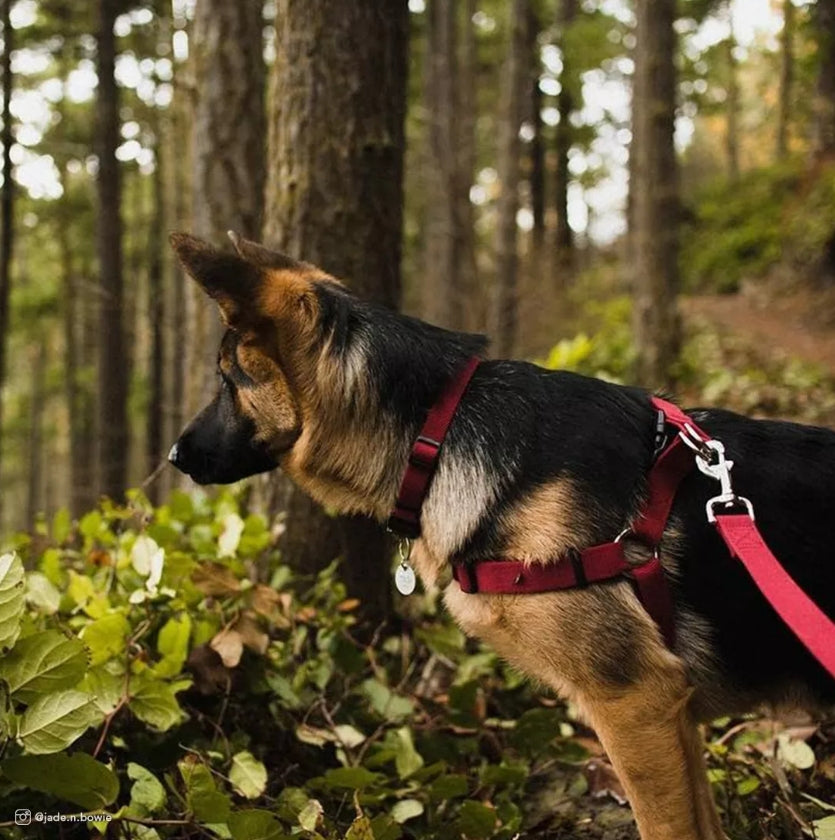 Coastal Pet New Earth Soy Adjustable Dog Collar Forest Green