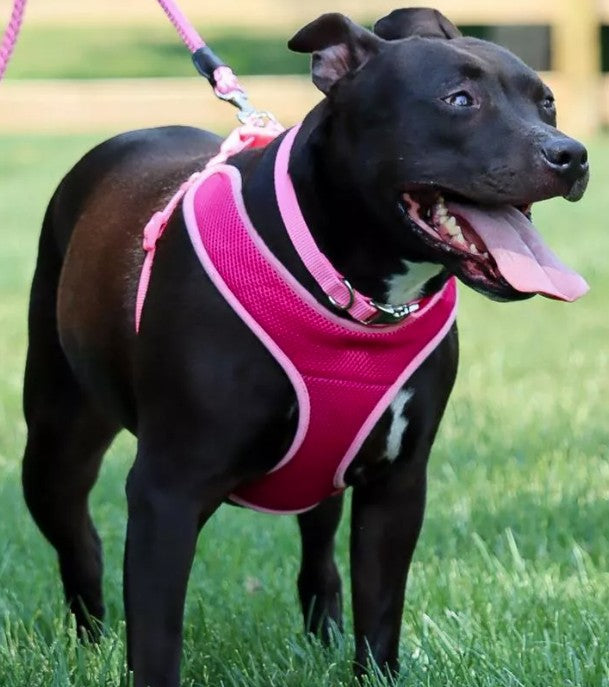 Coastal Pet Comfort Soft Nylon Harness Bright Pink