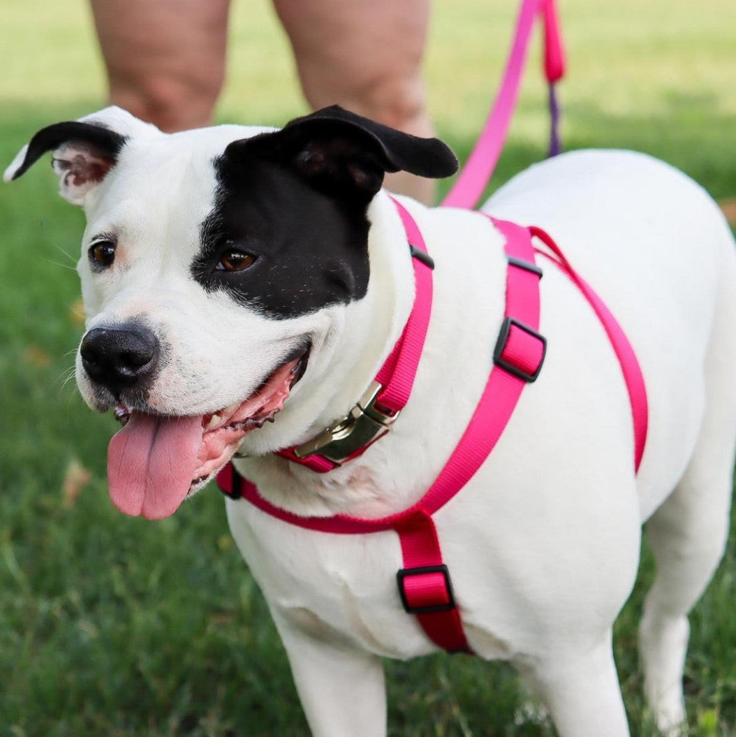 Coastal Pet Comfort Wrap Dog Adjustable Harness Neon Pink