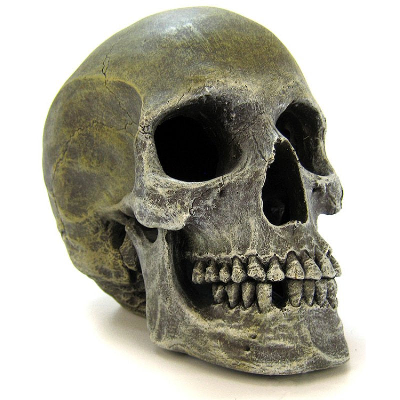 Blue Ribbon Exotic Environments Human Skull Aquarium Ornament