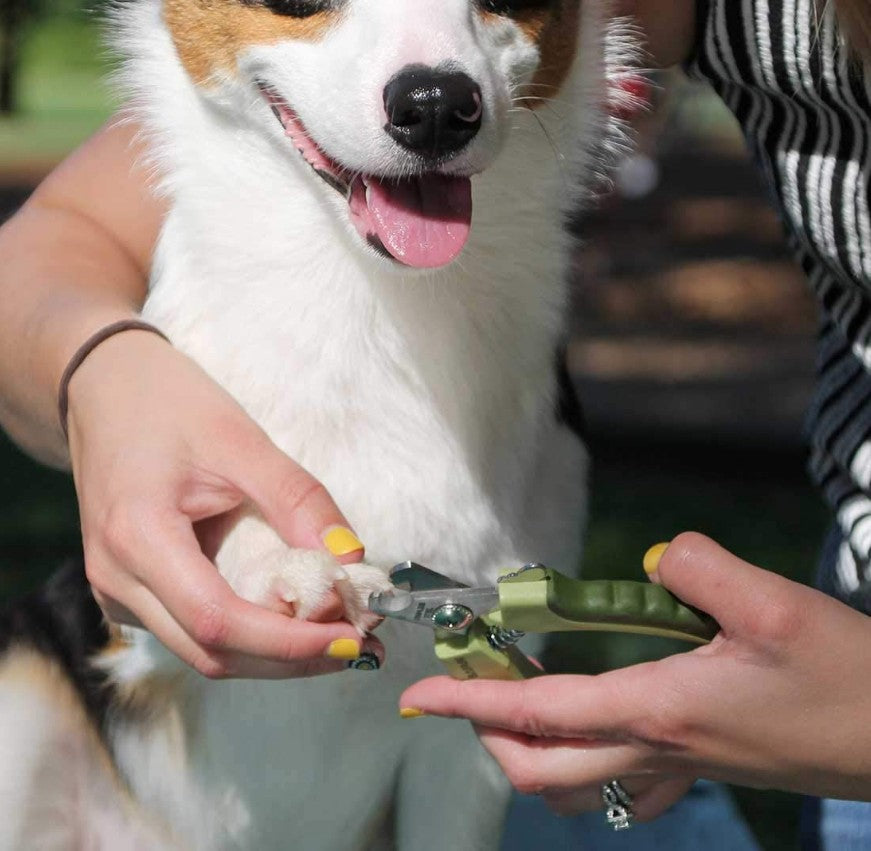 Safari Professional Stainless Steel Nail Clipper for Dogs