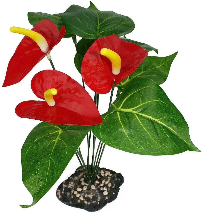 Komodo Anthurium Bush Plant with Gravel Base