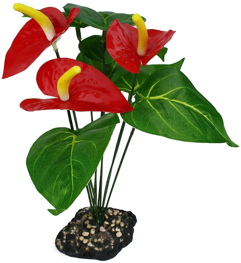 Komodo Anthurium Bush Plant with Gravel Base