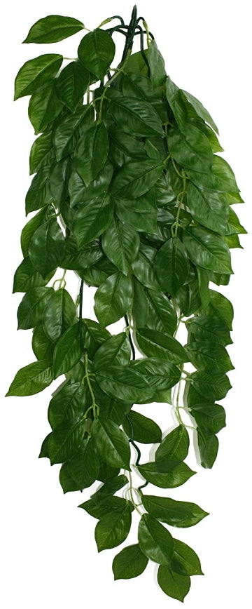 Komodo Grean Leaf Hanging Vine Terrarium Plant