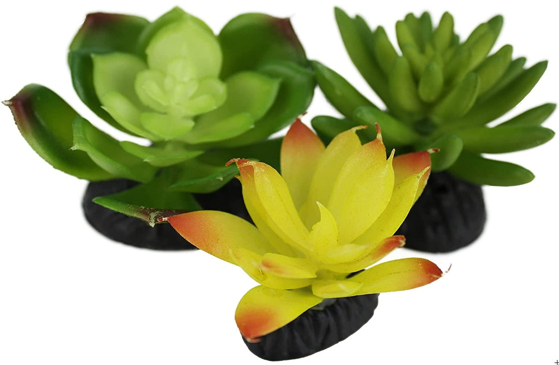 Komodo Succulent Plant Habitat Ornaments