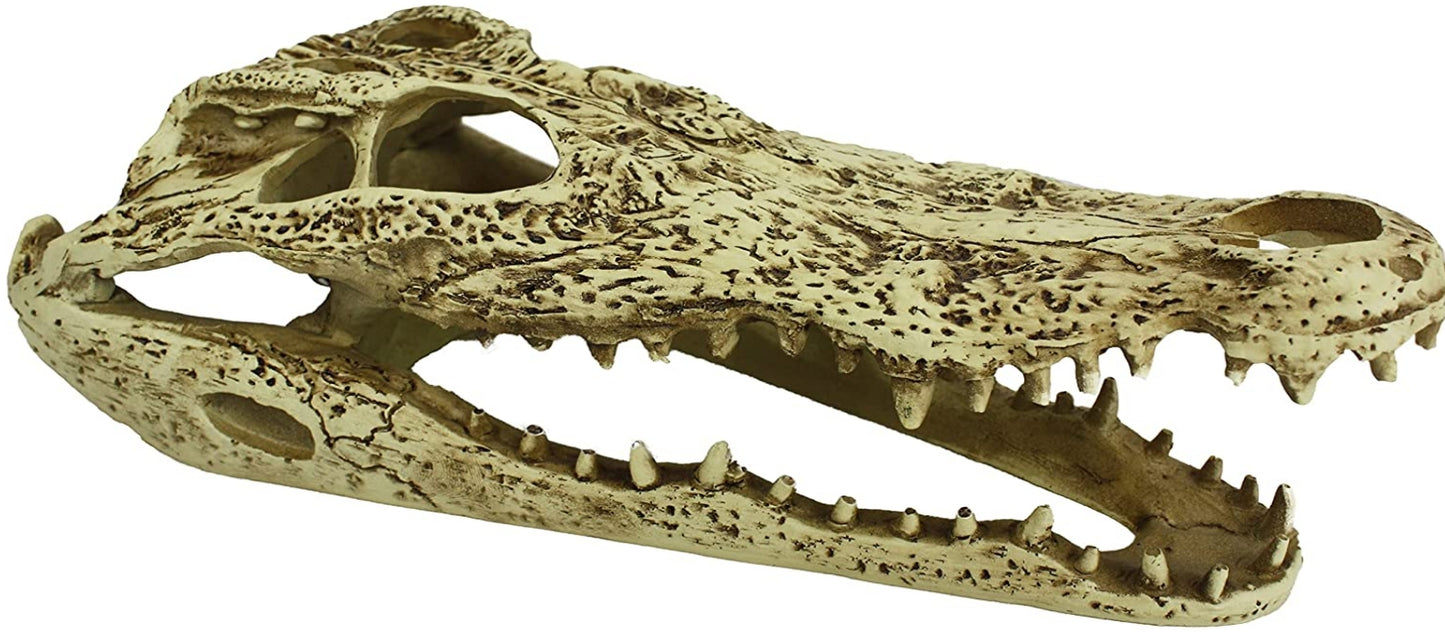 Komodo Alligator Skull Terrarium Decoration