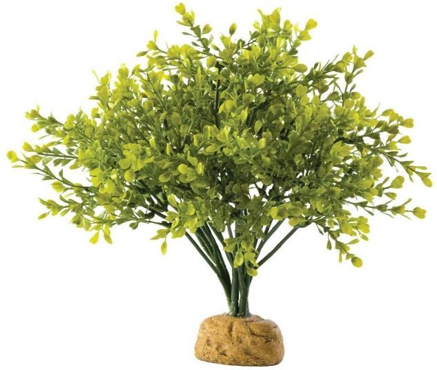 Exo Terra Boxwood Bush Terrarium Plant