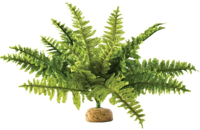 Exo Terra Boston Fern Terrarium Plant