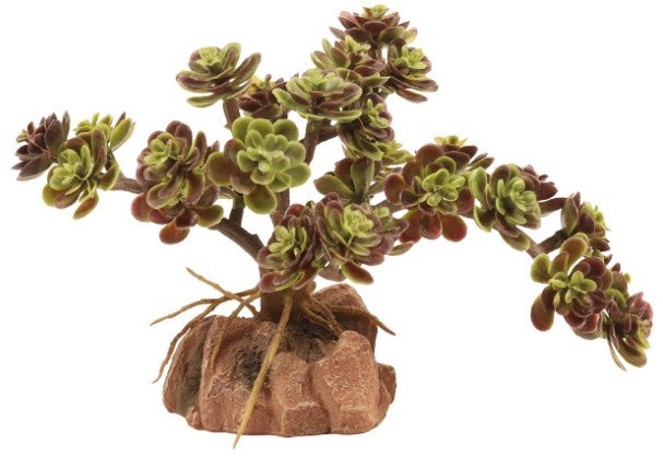 Zoo Med Naturalistic Desert Flora Red Leaf Stonecrop Terrarium Plant