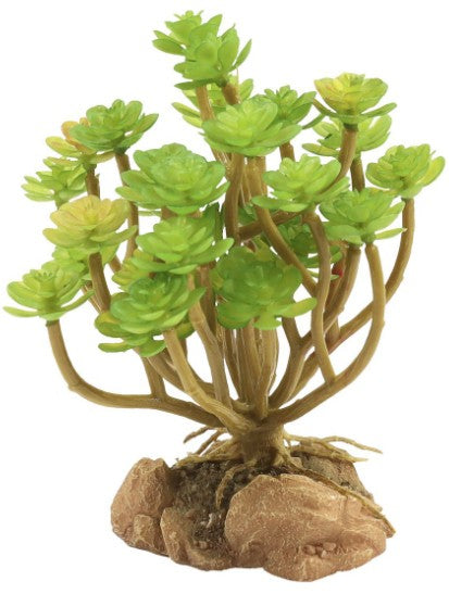 Zoo Med Naturalistic Desert Flora Tree Houseleek Terrarium Plant